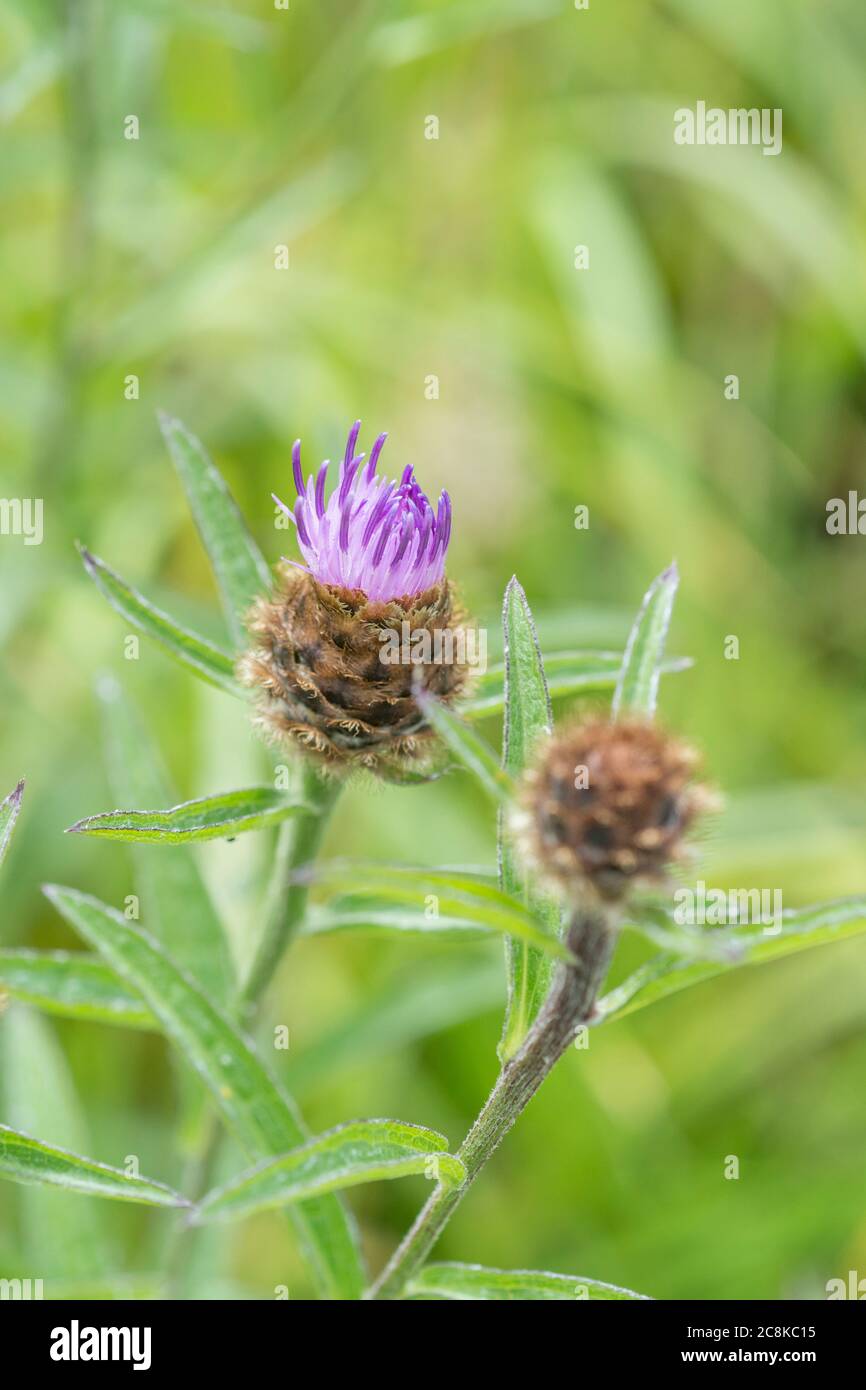 Primo piano di fiore viola di comune Knapweed o Hardheads / Centaurea nigra. Ex pianta medicinale usata in rimedi a base di erbe. Foto Stock