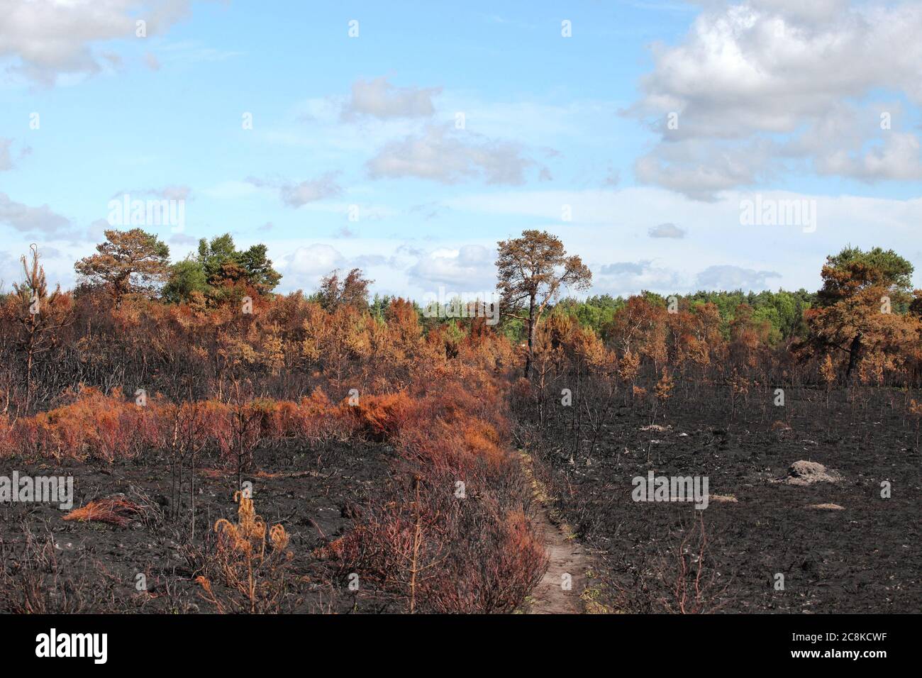Le conseguenze del Thurley comune fuoco selvatico che ha bruciato 150 ettari di brughiera protetta nel giugno 2020, Surrey, Regno Unito. Foto Stock