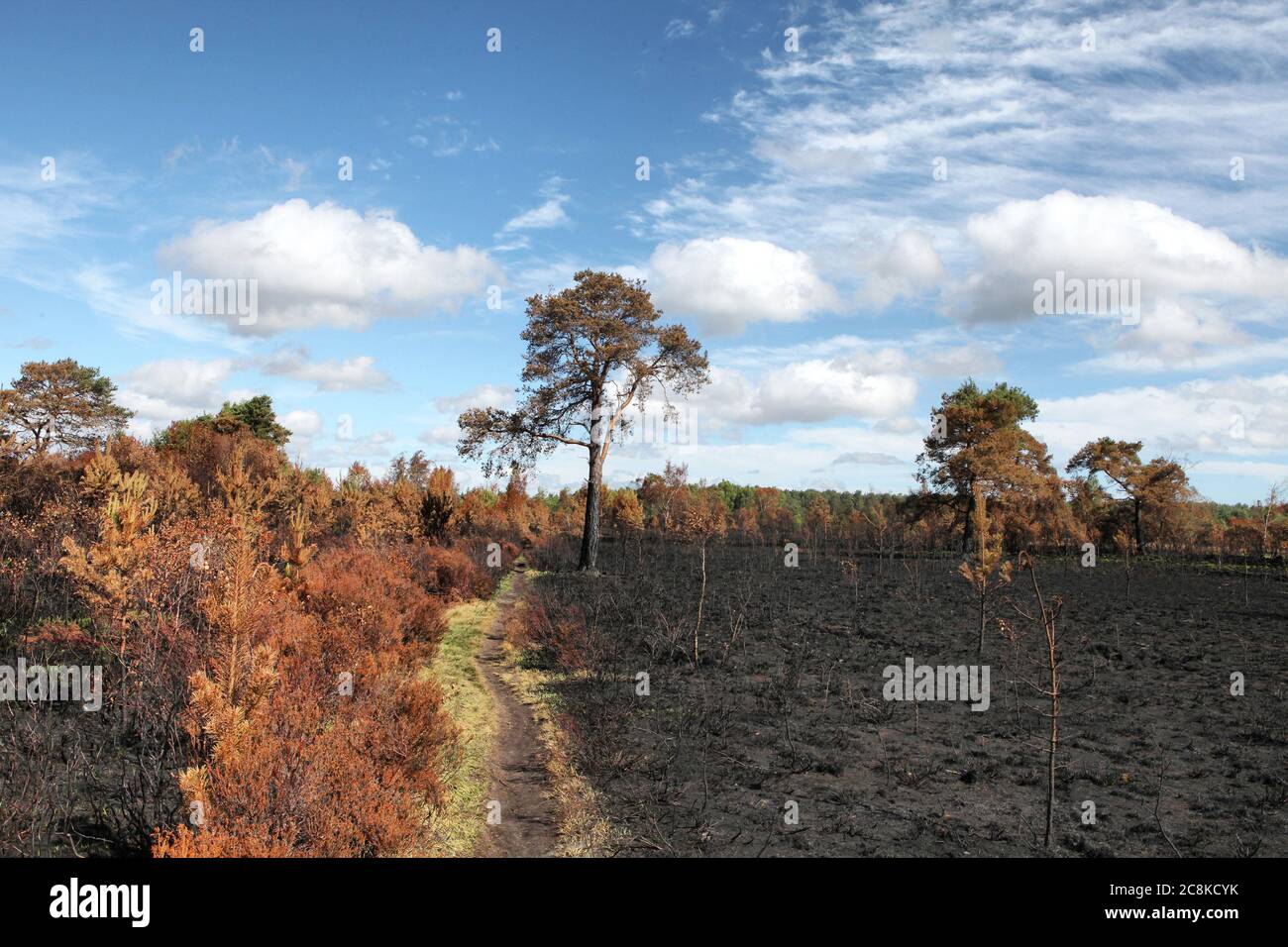 Le conseguenze del Thurley comune fuoco selvatico che ha bruciato 150 ettari di brughiera protetta nel giugno 2020, Surrey, Regno Unito. Foto Stock