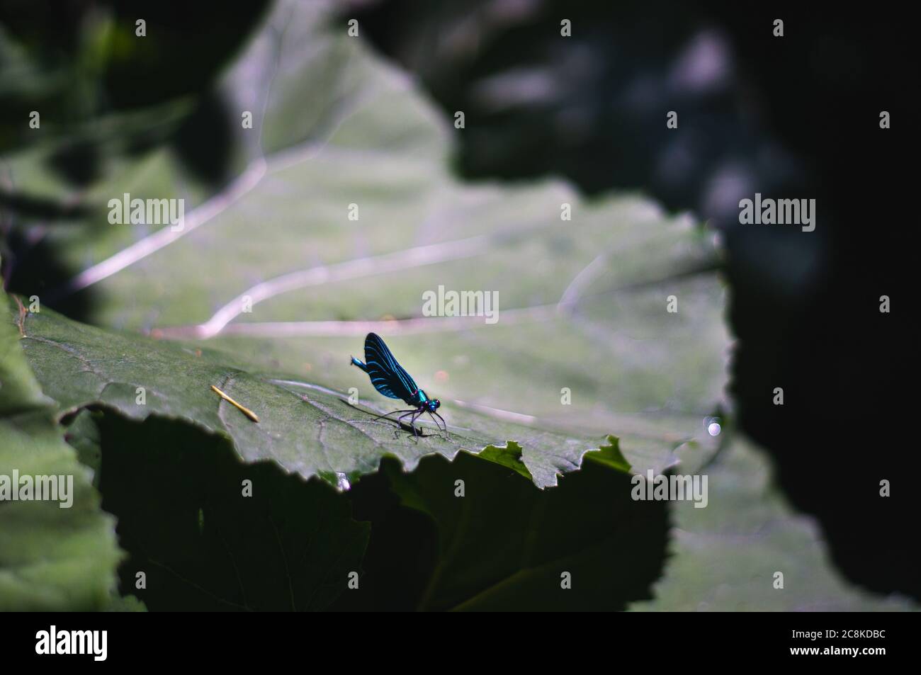drago blu volare su grande foglia verde insetto in natura Foto Stock