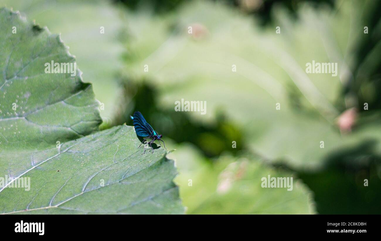 drago blu volare su grande foglia verde insetto in natura Foto Stock