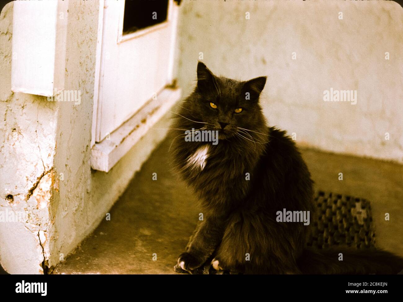 Cat seduto accanto a una porta guardando la telecamera nei primi anni '50 Foto Stock