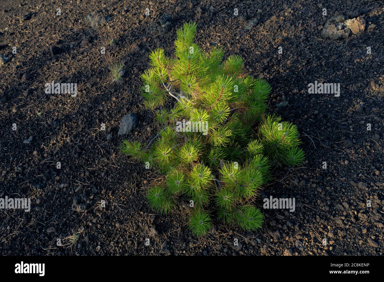 Giovani pini in Sicilia, queste piante crescono solo nel Parco dell'Etna e svolgono la funzione di colonizzare la lava Foto Stock