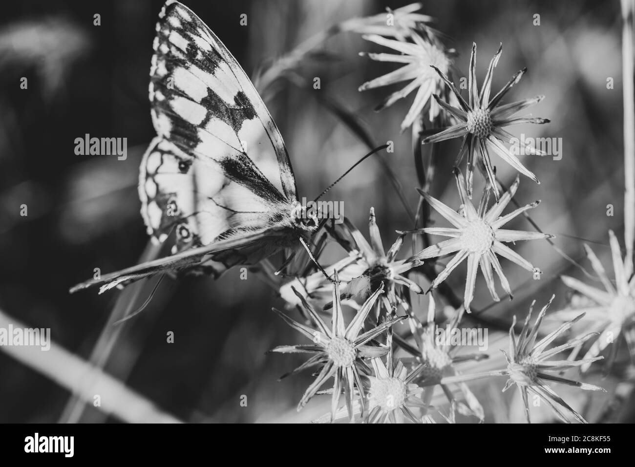 Farfalla nera e bianca (melanargia ines) appollaiata su fiori secchi a forma di stella nel campo Foto Stock