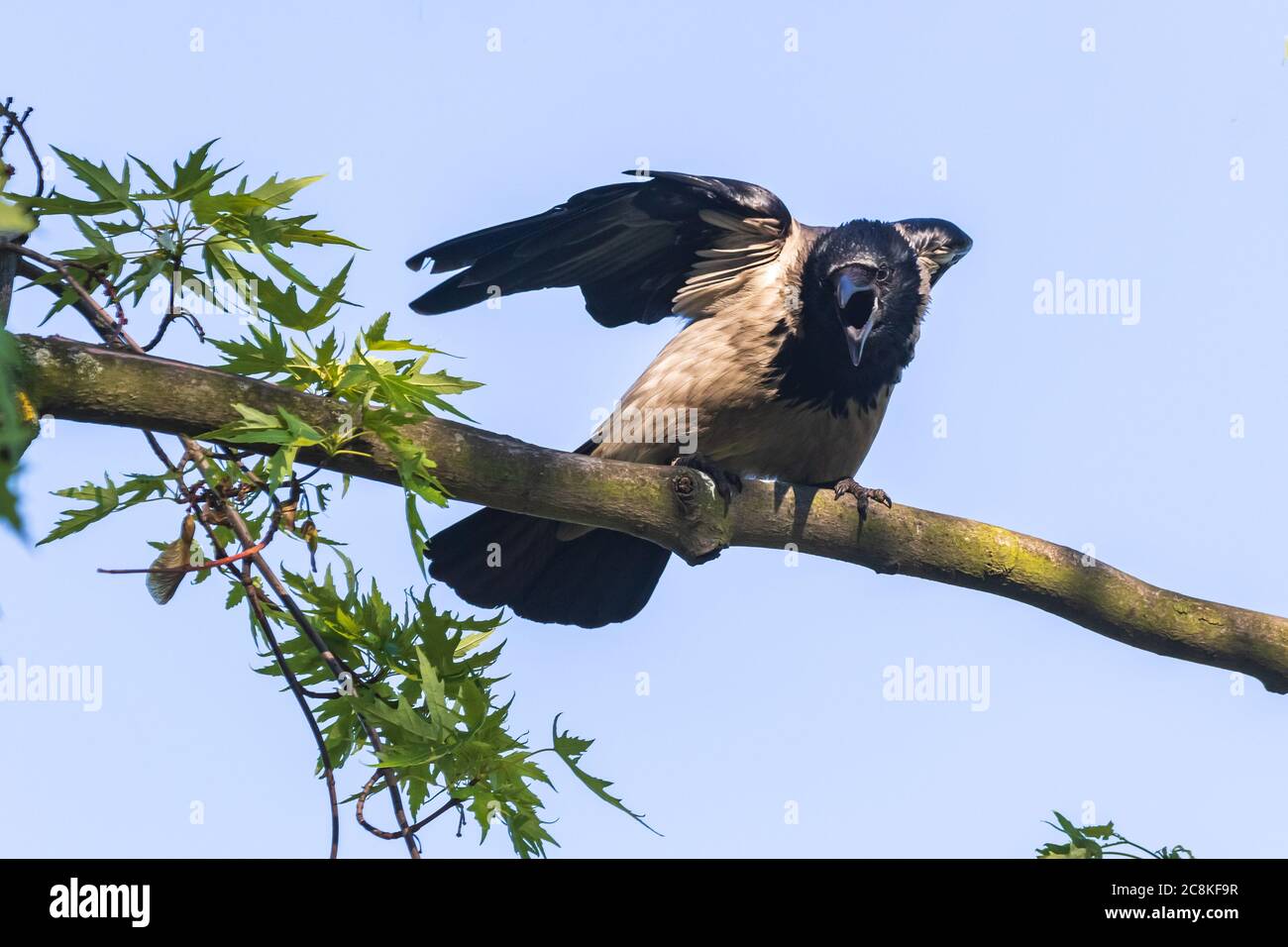 Un giovane corvo con le ali si siede su un ramo spesso e apre il suo becco molto ampiamente in previsione del cibo. Cielo blu e verde fogliame. Estate calda Foto Stock