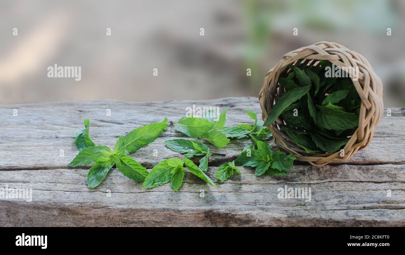 foglie di menta piperita su un tavolo di legno guardaroba Foto Stock