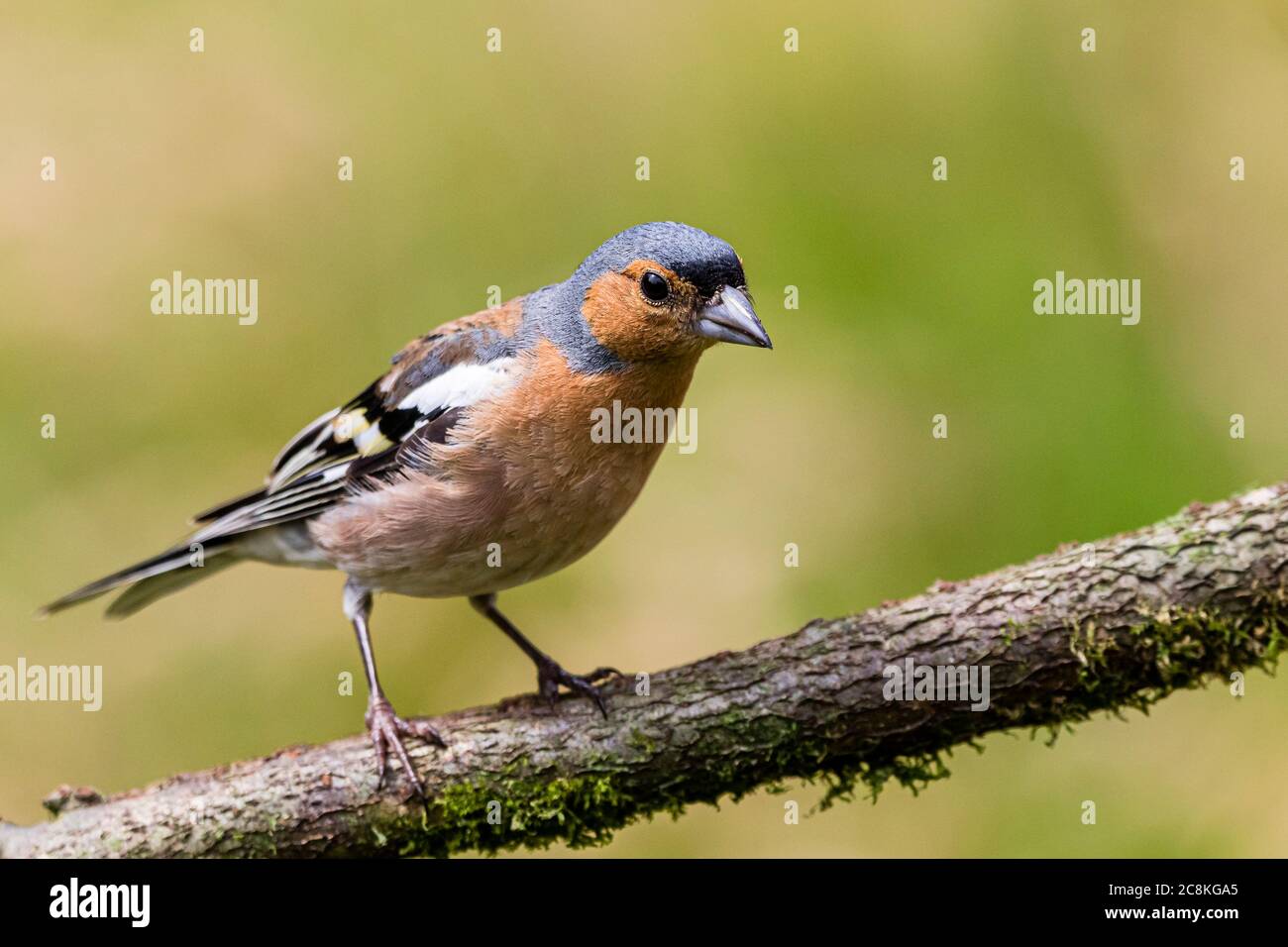 Foraggio maschile di chaffinch a metà Galles durante l'estate. Foto Stock