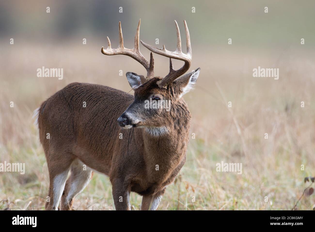 Grande bugk di cervi dalla coda bianca in piedi in un campo aperto nello Smoky Mountains National Park, Tennessee Foto Stock