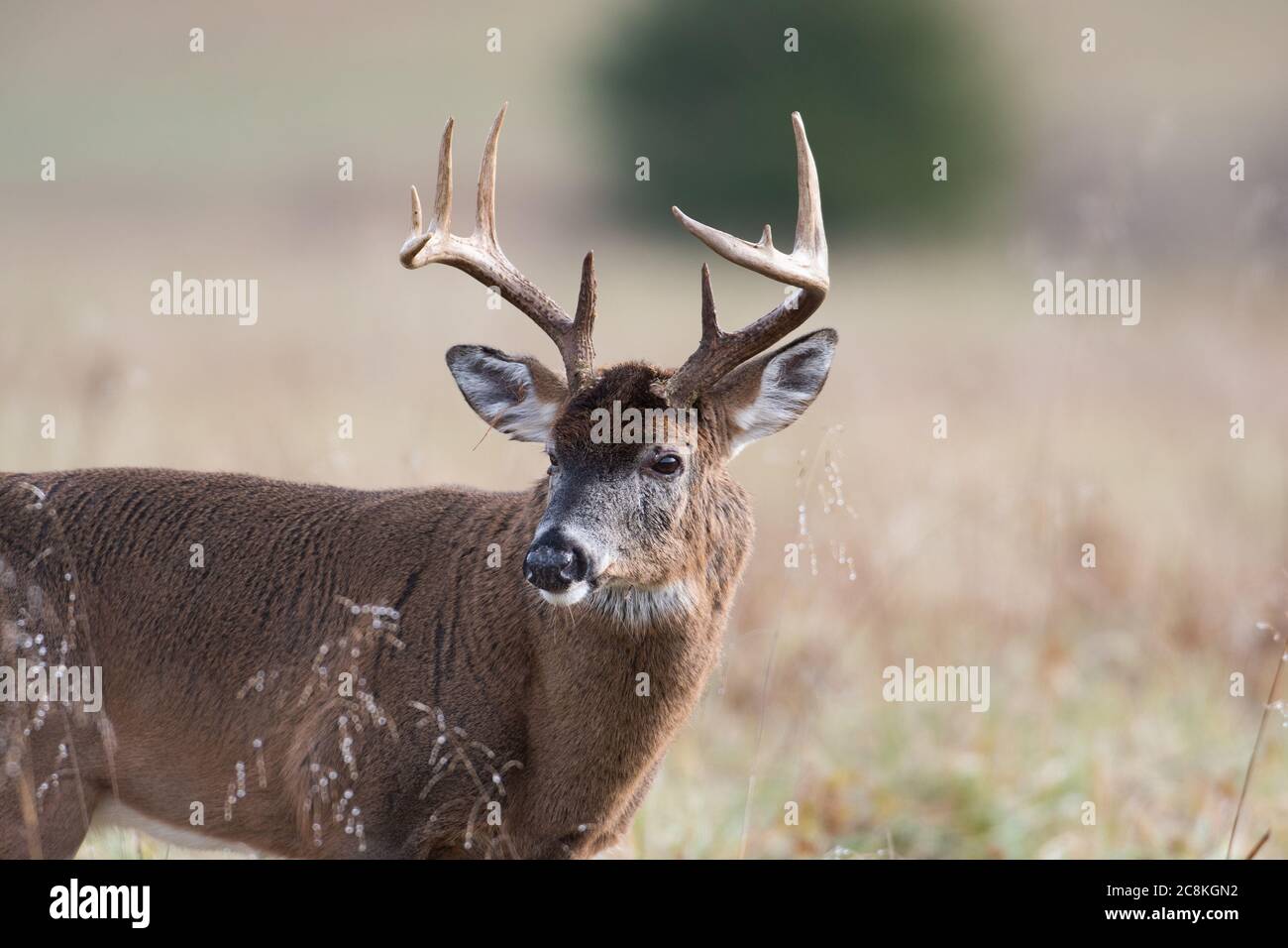 Grande bugk di cervi dalla coda bianca in piedi in un campo aperto nello Smoky Mountains National Park, Tennessee Foto Stock