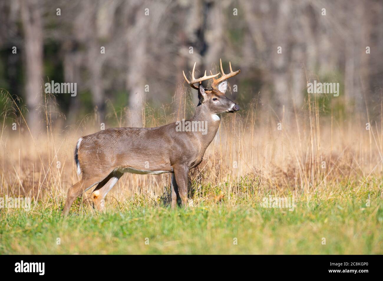 Grande bugk di cervi dalla coda bianca in piedi in un campo aperto nello Smoky Mountains National Park, Tennessee Foto Stock