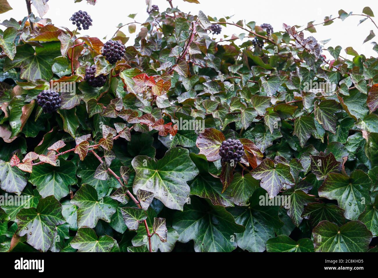 Ivy parte in inverno. Sfondo verde. Risorse grafiche Foto Stock