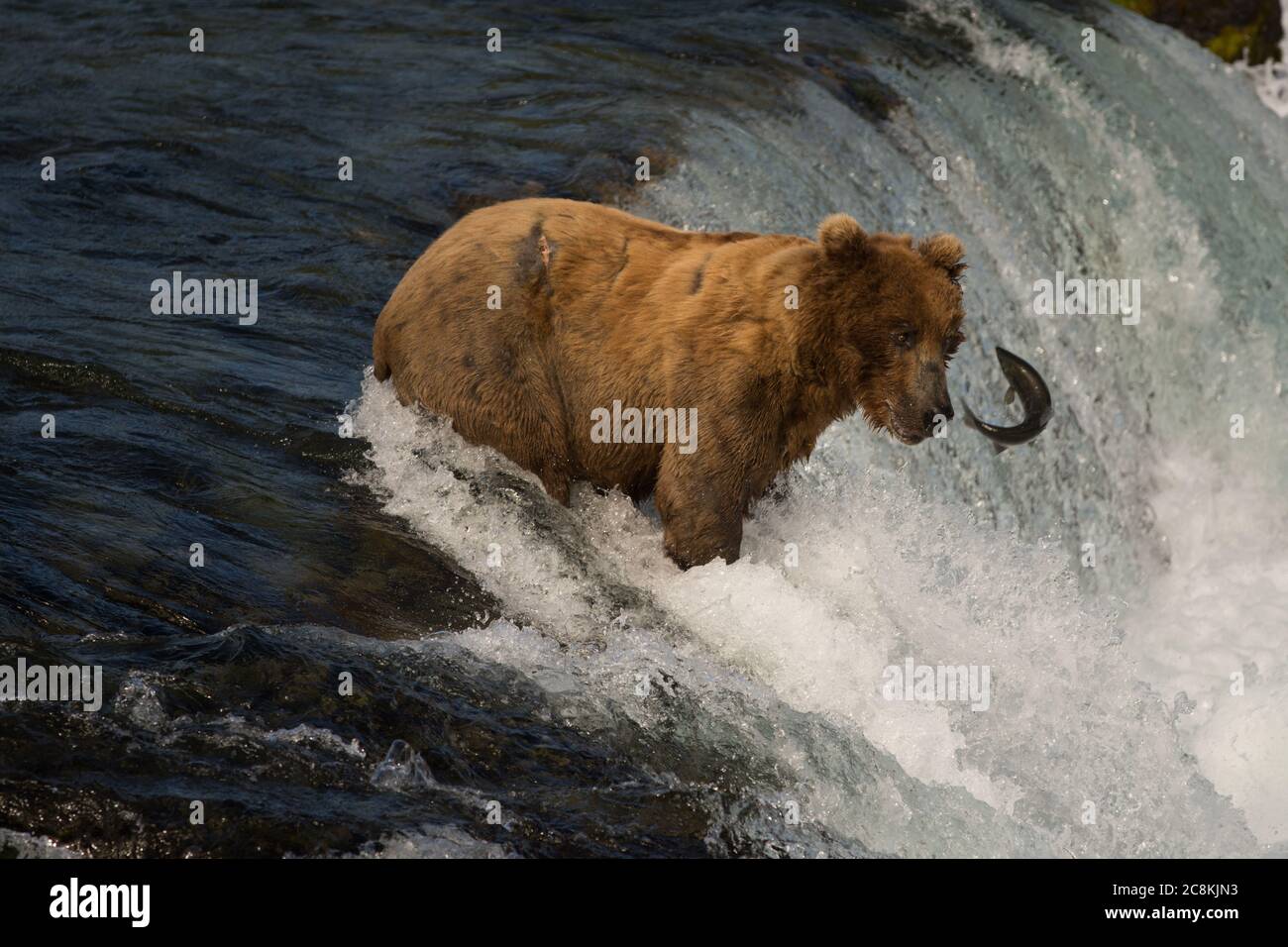 Un orso bruno dell'Alaska cattura un salmone sockeye alle cascate Brooks Falls nel Katmai National Park, Alaska Foto Stock