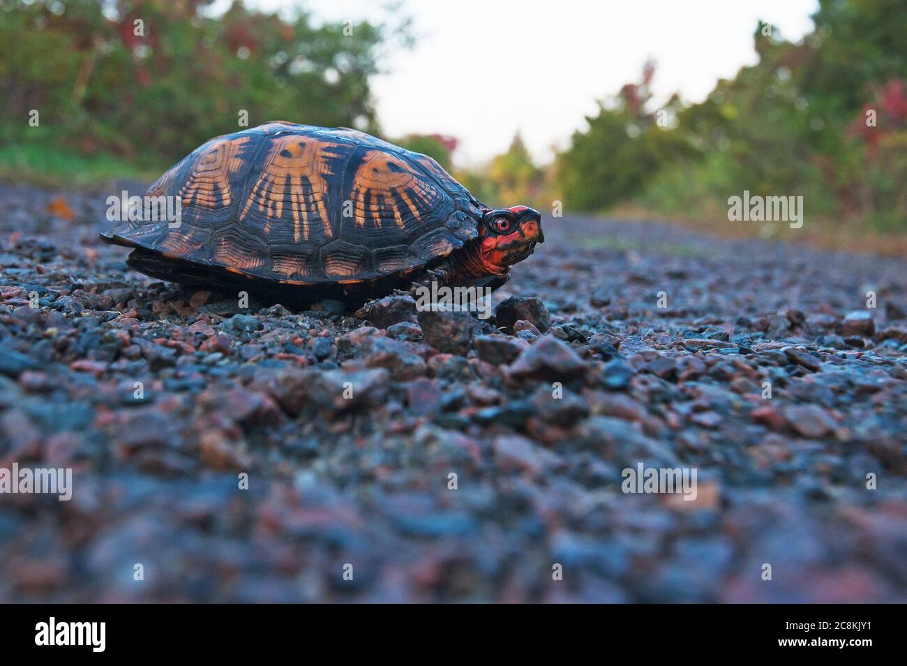 Tartaruga scatola orientale su sentiero ghiaia Foto Stock