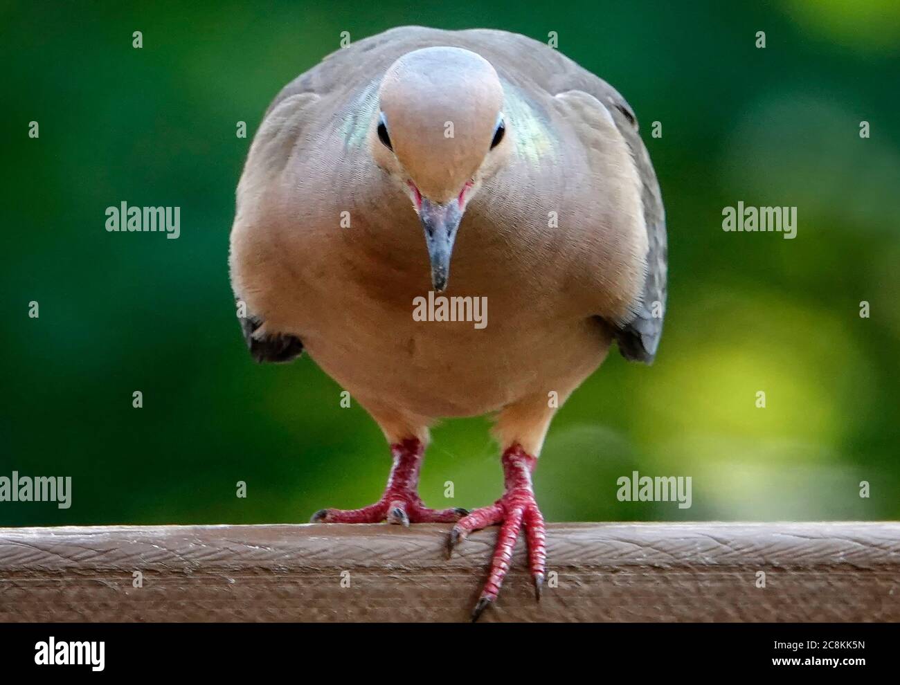 Piangere dove pronto a saltare fuori dal ponte. Foto Stock