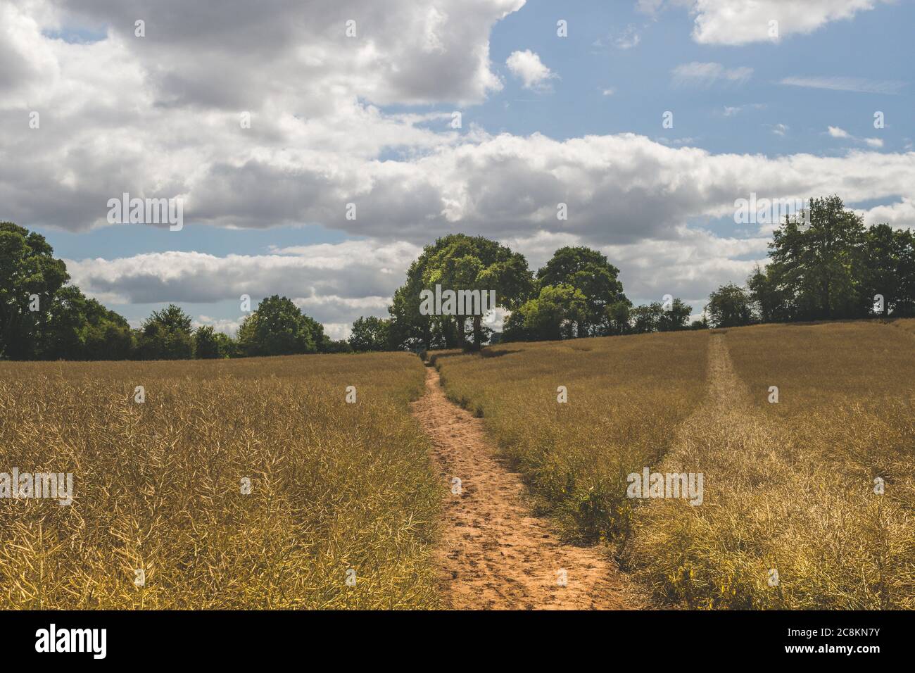 Vista sui campi, sulle siepi e sulle colline ondulate della campagna inglese durante l'estate in giornata di sole Foto Stock