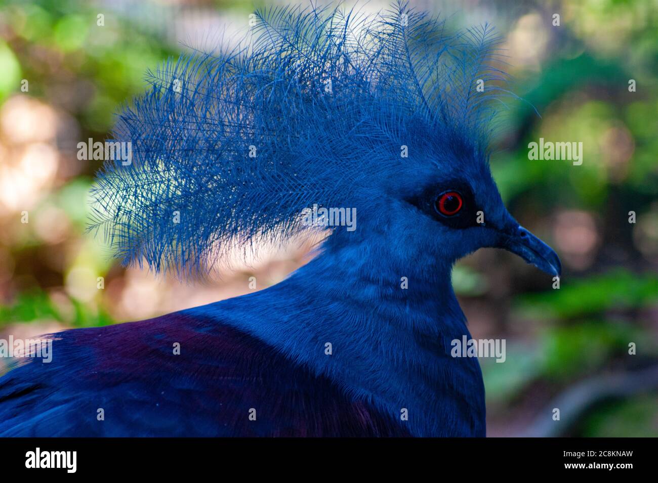 Piccione Victoria Foto Stock