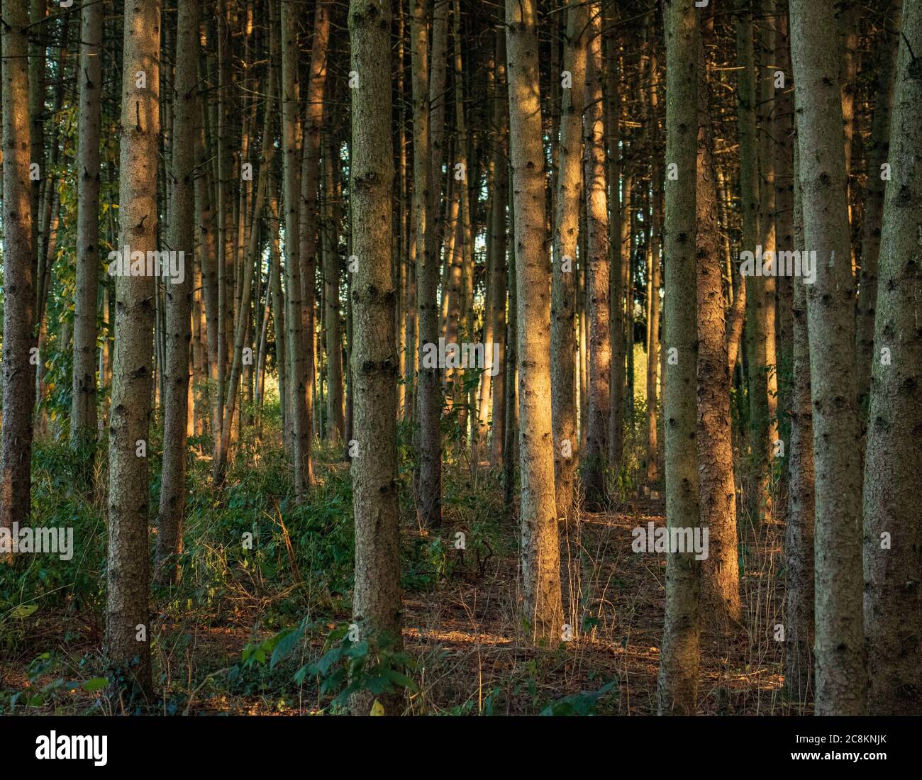 Foresta di alberi di conifere, White Pine, Pinus strobus, durante l'estate a Overlook Park, Neffsville, Lancaster County, Pennsylvania Foto Stock