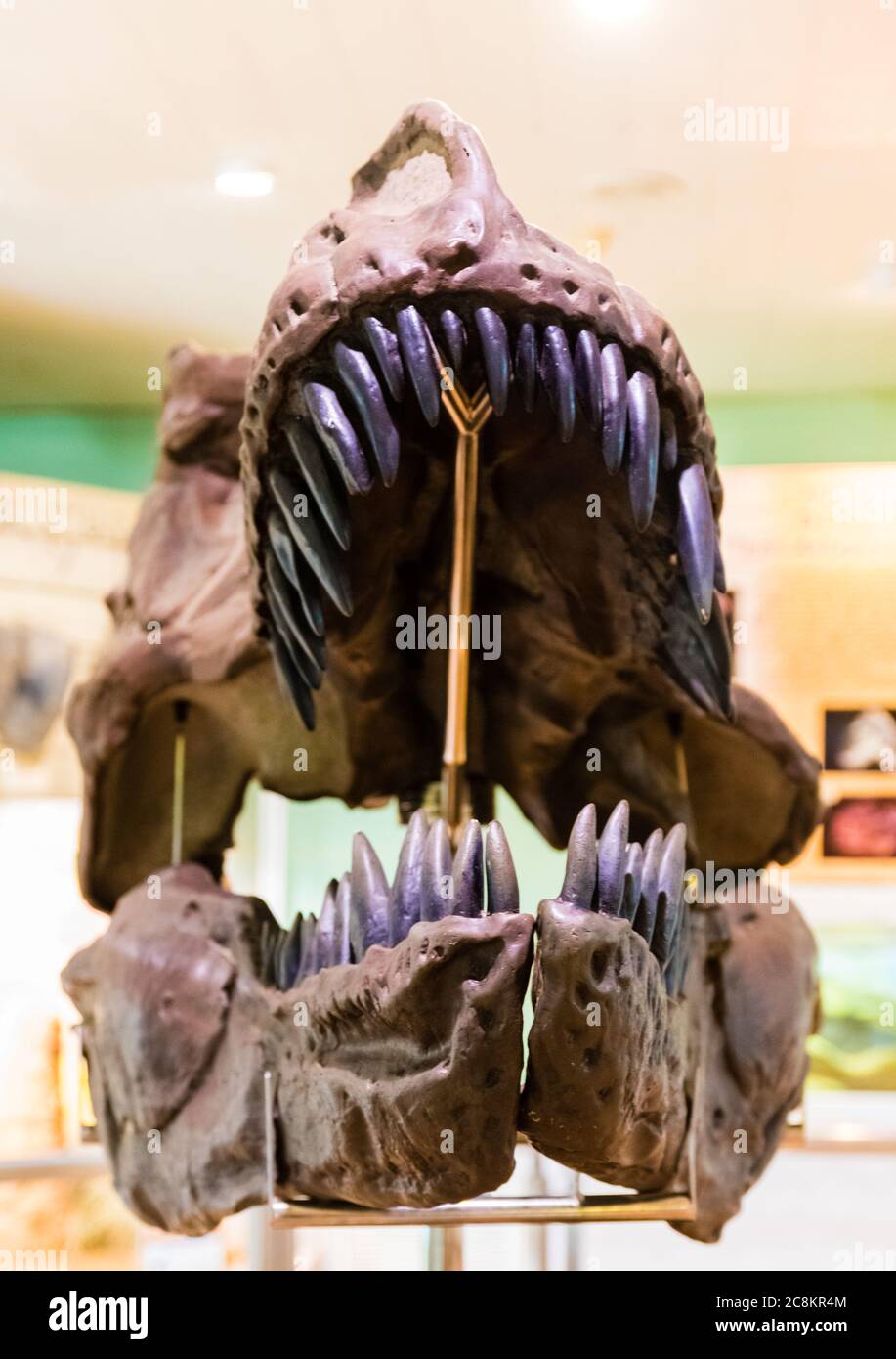 dinosauro fossile testa in museo Foto Stock