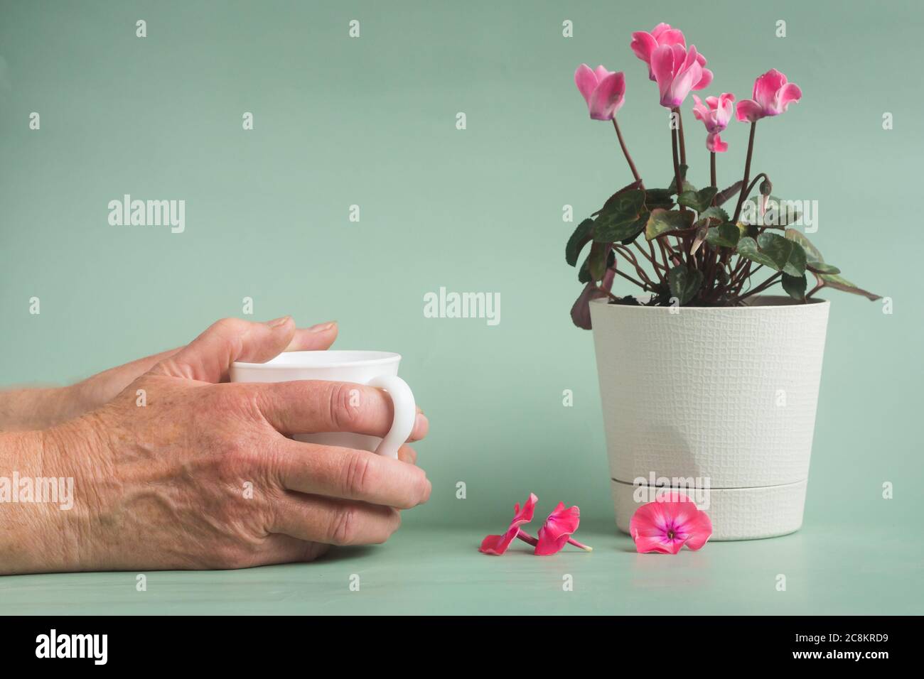 Mani di una persona anziana che tiene una tazza di fiore di tea.Cyclamen in una pentola bianca su uno sfondo grigio-verde Foto Stock