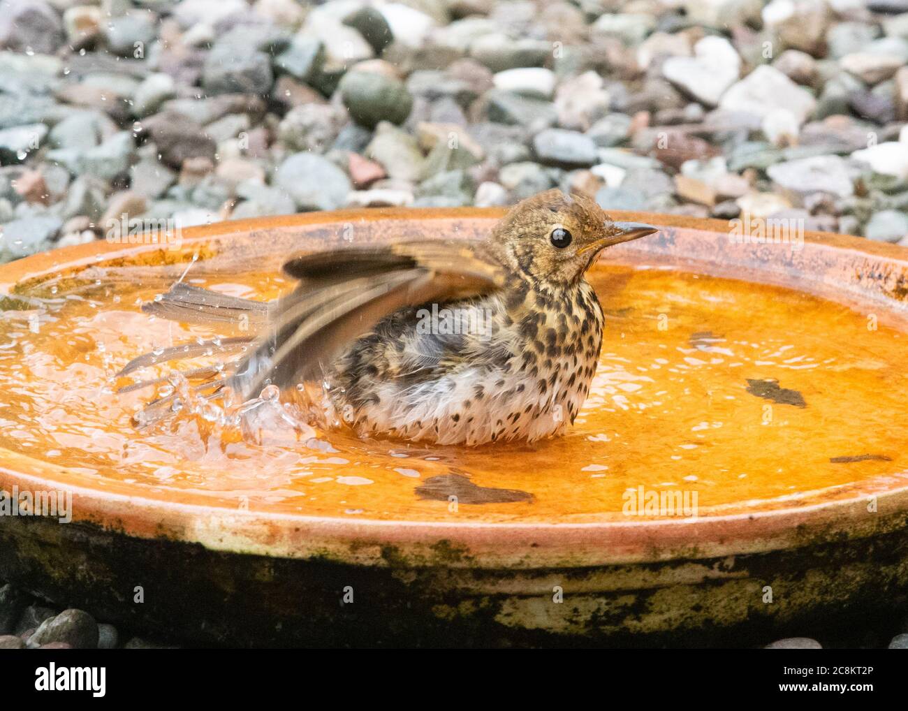 Bambino Song Thrush Turdus philomelos bagno in giardino uccello bagno - Scozia, UK Foto Stock