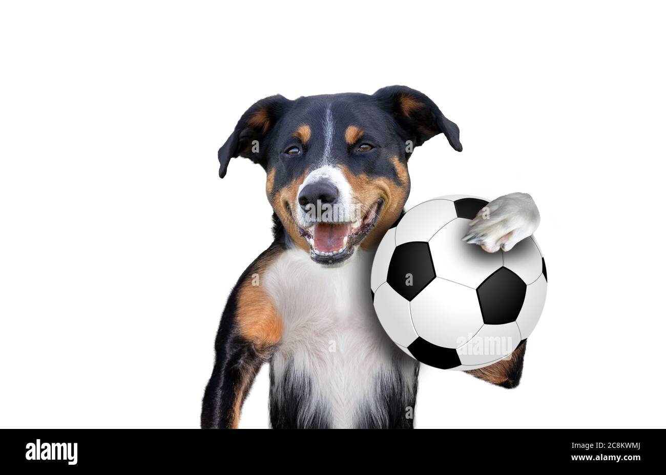 Calcio cane da calcio con palla, sfondo bianco Foto Stock