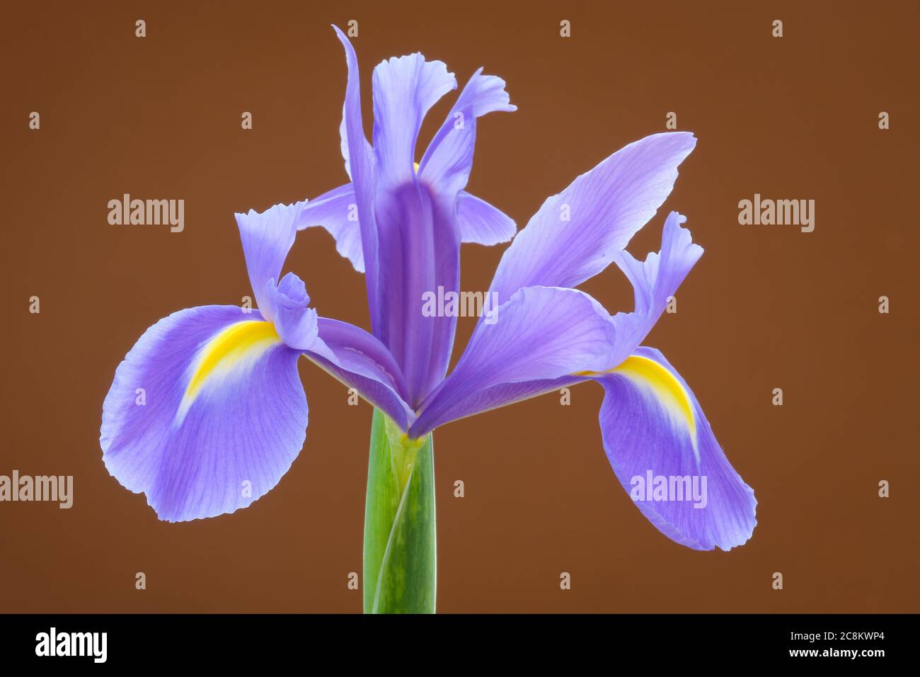iride Foto Stock