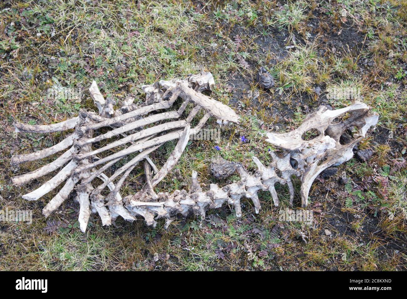 Ossa animali sulla terra Foto Stock