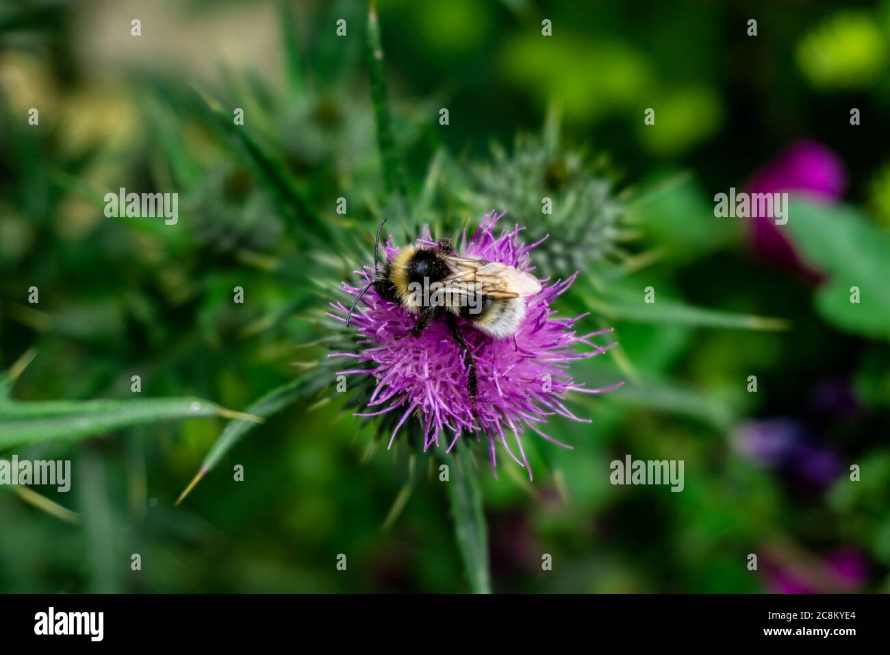 Un Bumblebee che impollinano una pianta di Onopordum Tauricum. Foto Stock