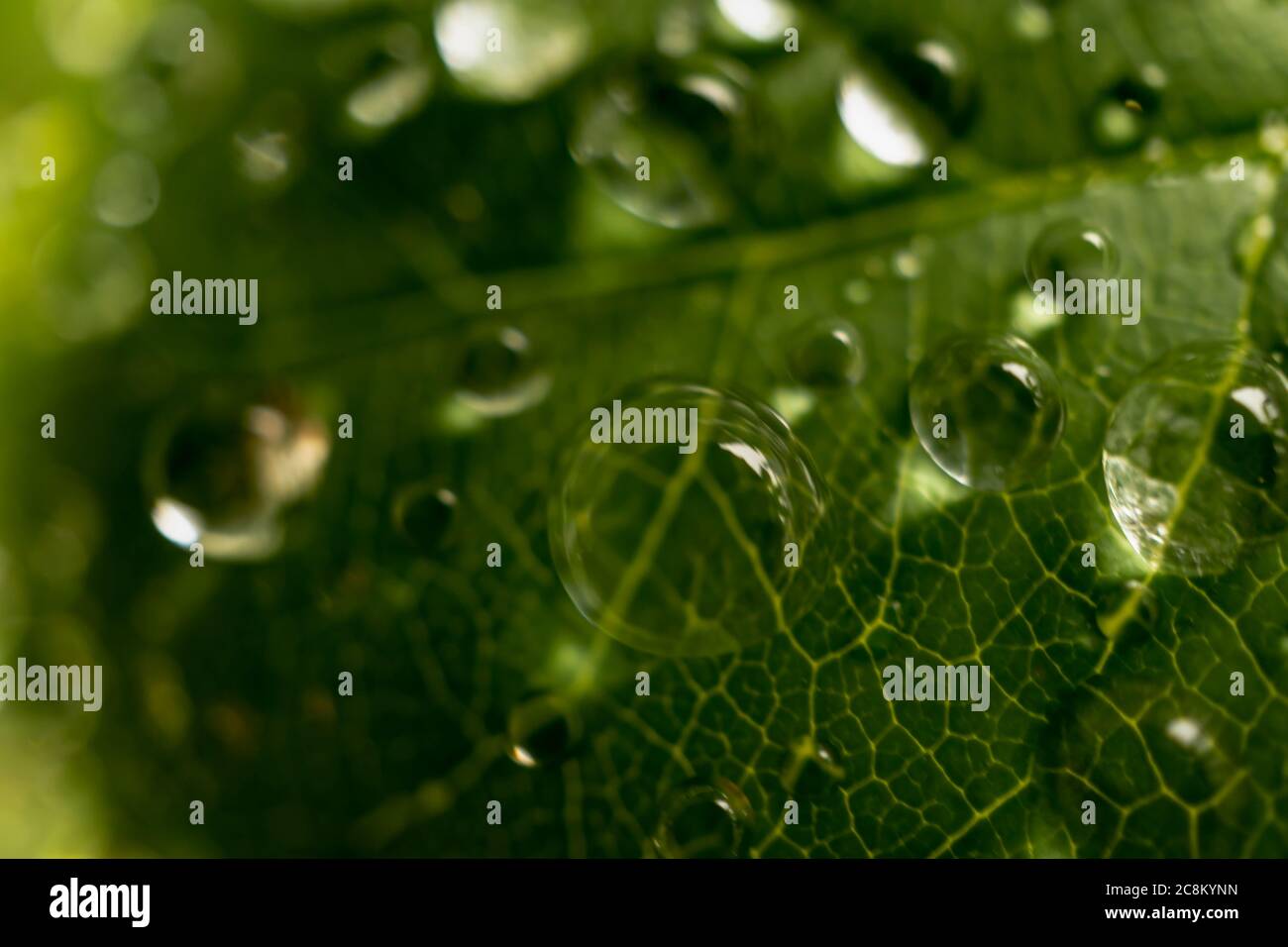 Un'immagine macro di gocce di rugiada che ingrandisce il dettaglio di una foglia all'interno di un giardino selvaggio. Foto Stock