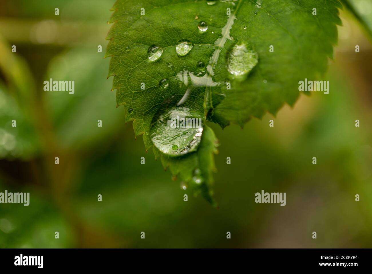 Un'immagine macro di gocce di rugiada che ingrandisce il dettaglio di una foglia all'interno di un giardino selvaggio. Foto Stock