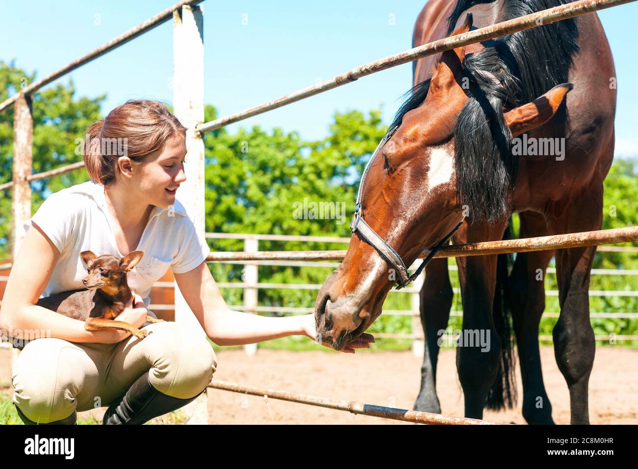 Giovane allegra adolescente ragazza rossa nutrendo il suo cavallo di castagno preferito e il suo cane piccolo. Immagine orizzontale esterna dai colori vivaci. Foto Stock