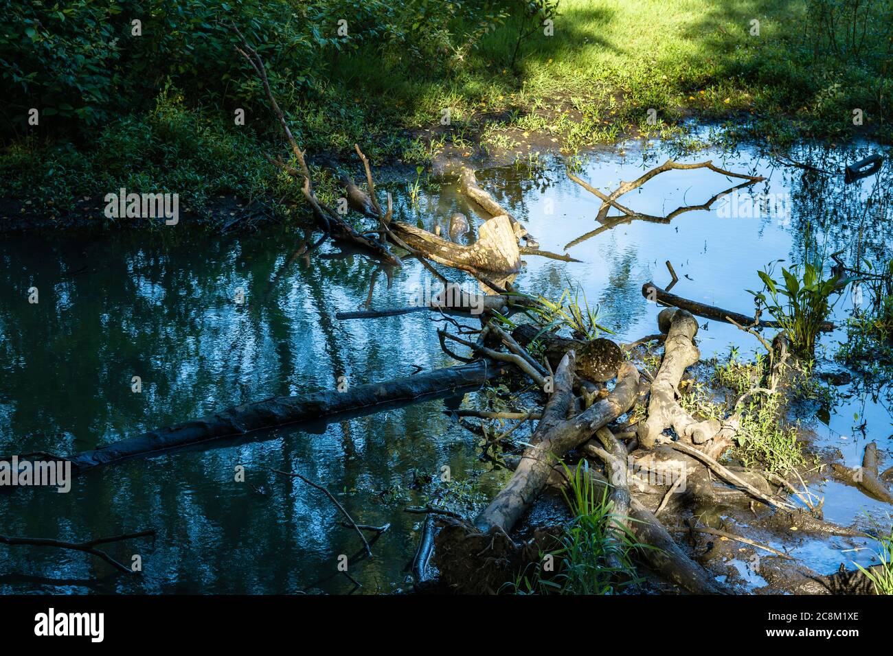 Guardando la natura al suo meglio. Alcuni degli alberi sono crollati nelle Marshlands creando un bel riflesso in acqua. Foto Stock