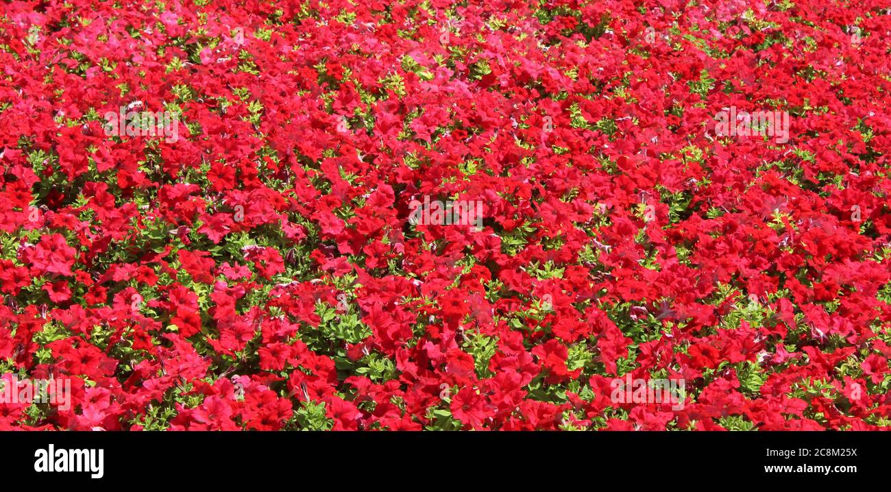 Sfondo di fiori rossi. Immagine concettuale. Splendido sfondo. Foto Stock
