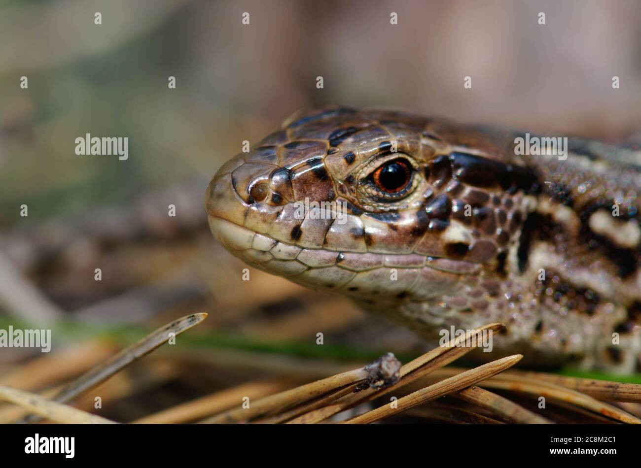 Primo piano della testa di una lucertola, foto macro di una lucertola di sabbia (Lacerta agilis) Foto Stock