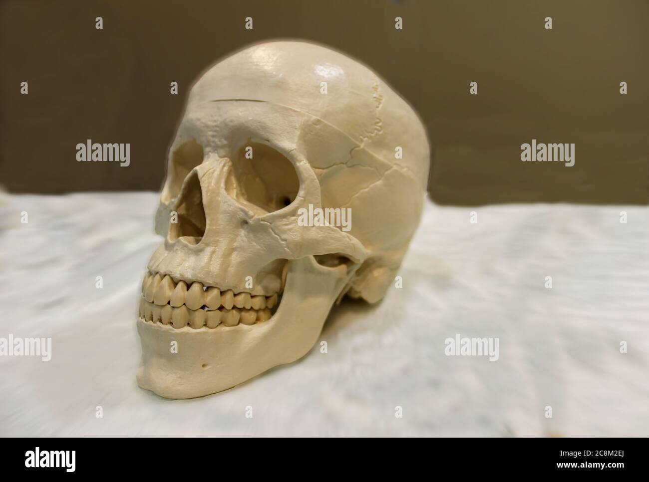 cranio umano su sfondo bianco e marrone Foto Stock