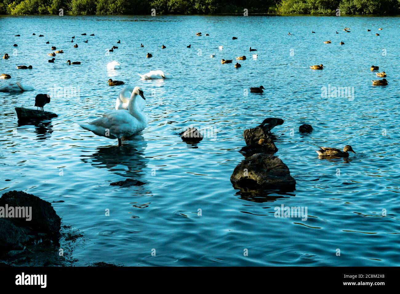Fauna selvatica godendo della natura sul lago. Un riflesso stupefacente di due cigni mentre sono nel lago. Le increspature dell'acqua distorcono il riflesso di Foto Stock