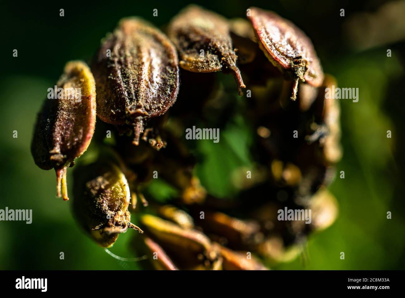 Un macro shot di una bellissima cucania glabra. Una quantità infinita di materiale sorgente mentre si cammina nella natura. Nuovi spunti di ispirazione mentre si è in Foto Stock