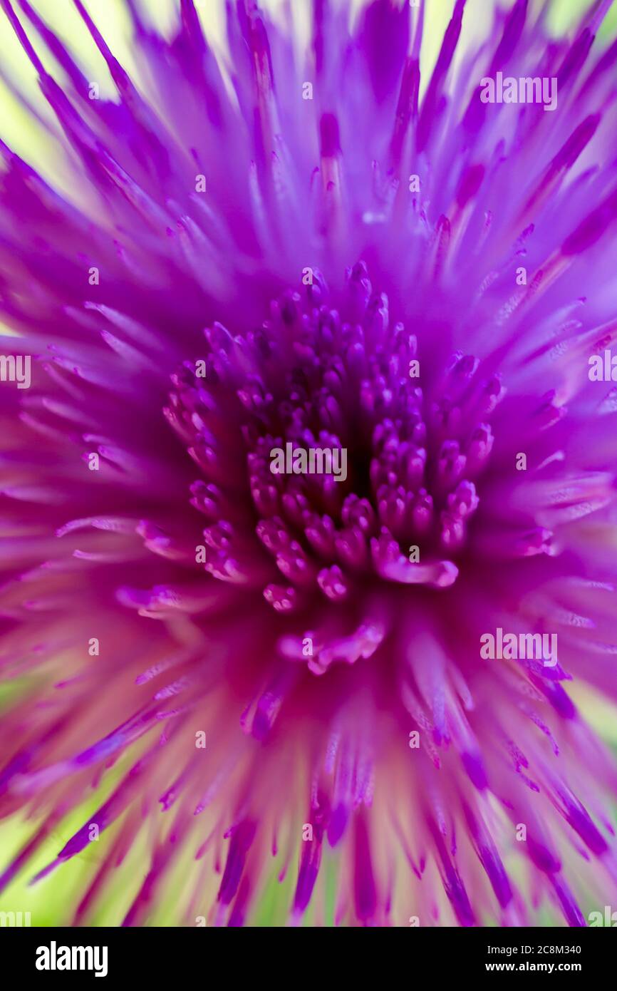 Una macro di un bellissimo fiore vibrante. Una quantità infinita di materiale sorgente mentre si cammina nella natura. Foto Stock