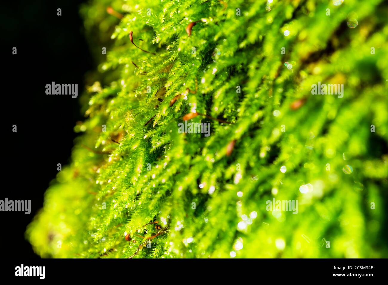 Un macro shot di una bella pianta di muschio che cresce sul lato di un albero. Una quantità infinita di materiale sorgente mentre si cammina nella natura. Foto Stock