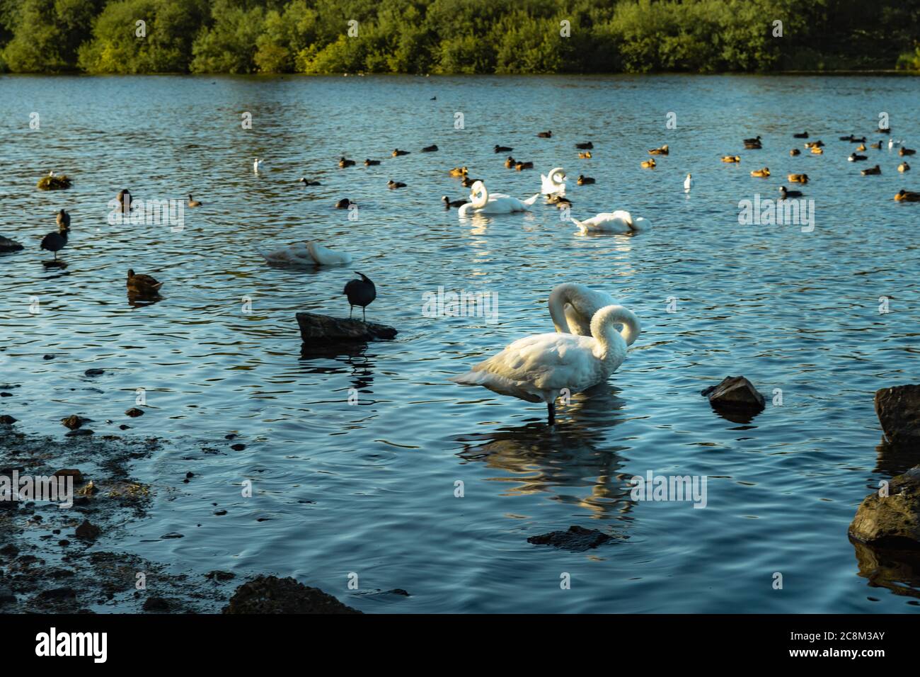 Fauna selvatica godendo della natura sul lago. Un riflesso stupefacente di due cigni mentre sono nel lago. Le increspature dell'acqua distorcono il riflesso di Foto Stock