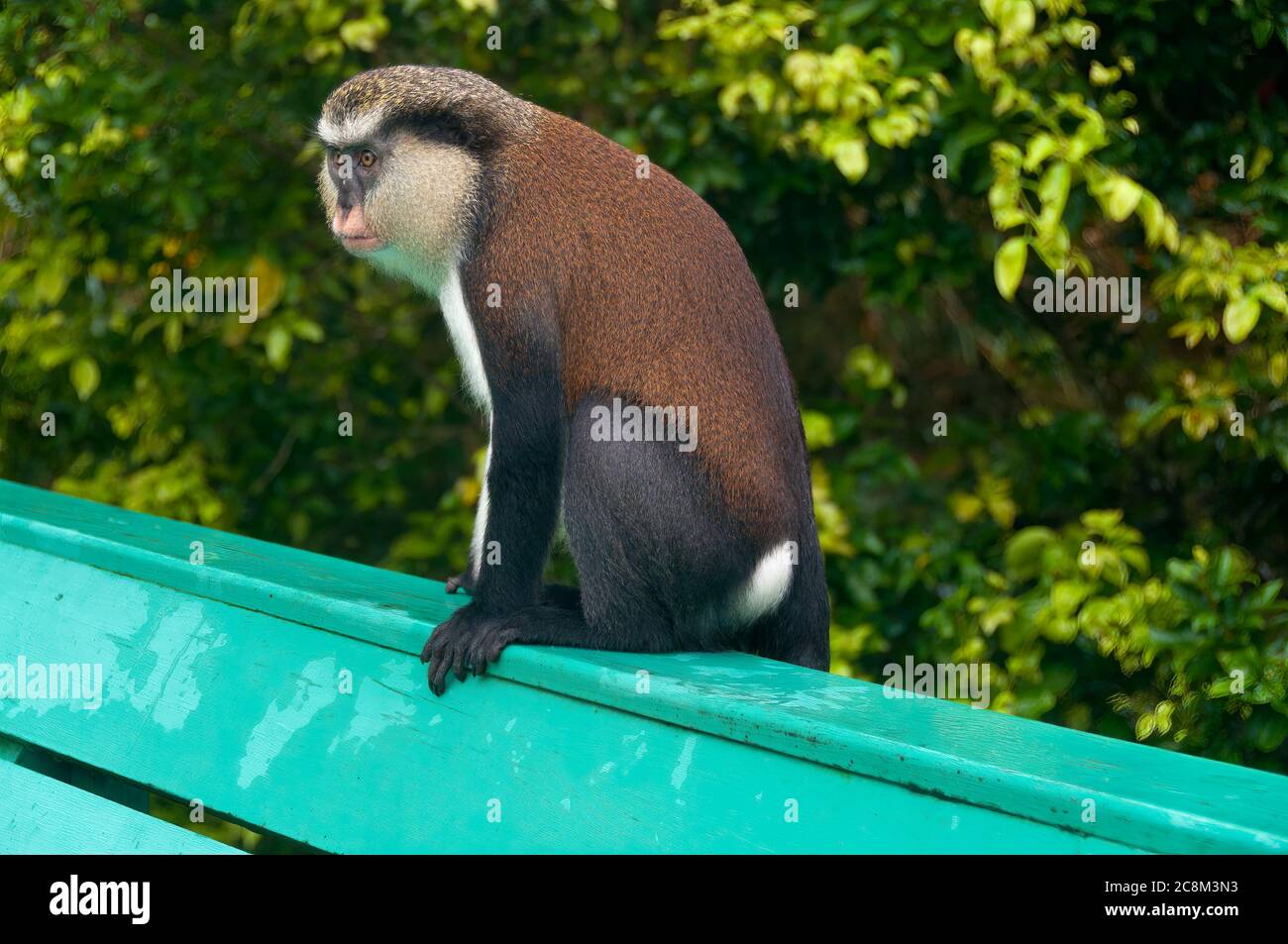 Scimmia Mona seduta su una panchina del parco. PPrimate in via di estinzione nella Foresta Nazionale di Grand Etang, nella Foresta pluviale, a Grenada, all'Isola dei Caraibi, alle Indie Occidentali Foto Stock