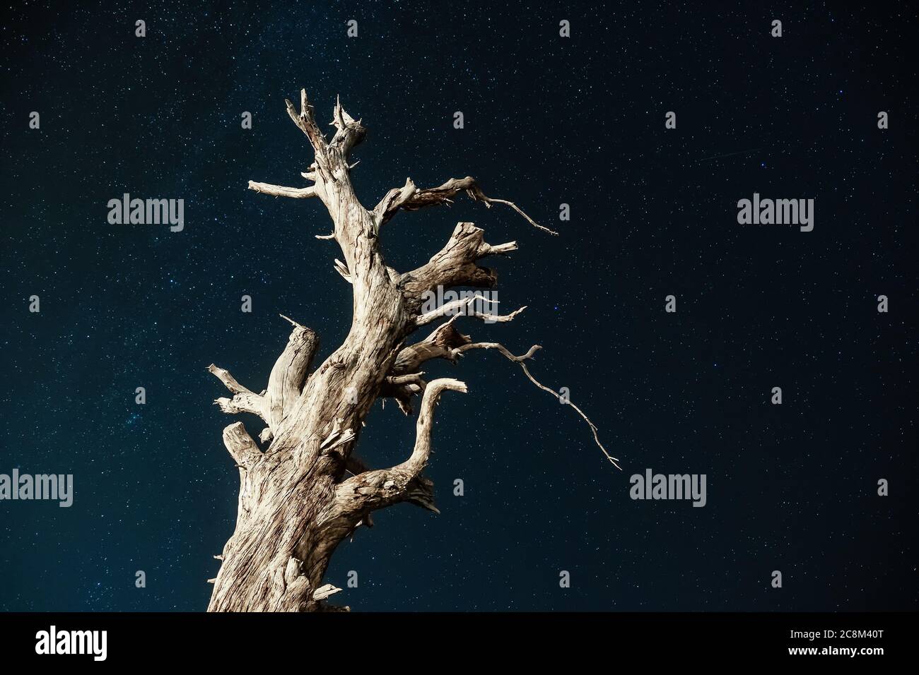 Tronco di albero asciutto sotto un cielo notturno pieno di stelle Foto Stock