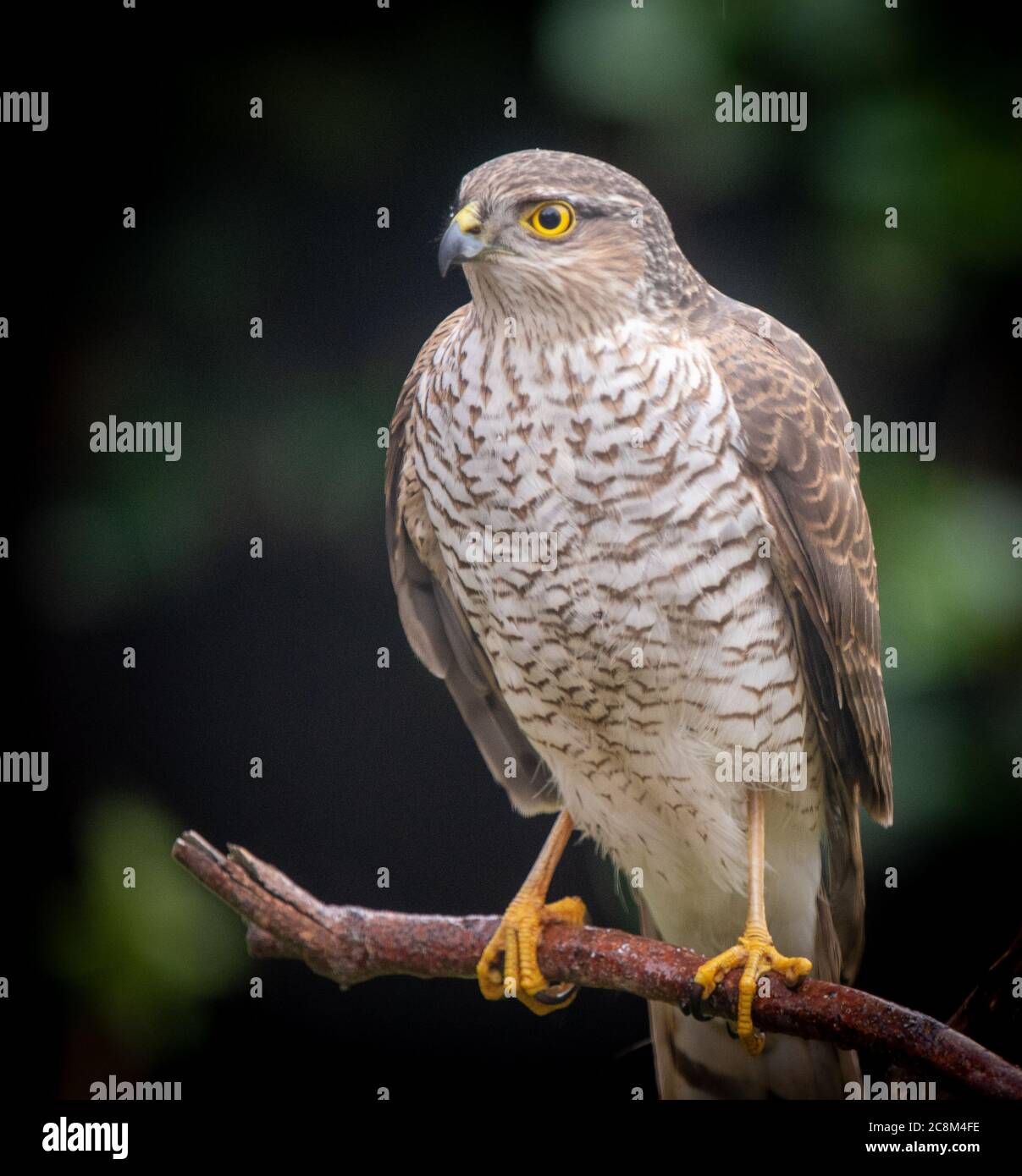 Una foto ravvicinata di uno Sparrowwawk appollaiato su un ramo Foto Stock