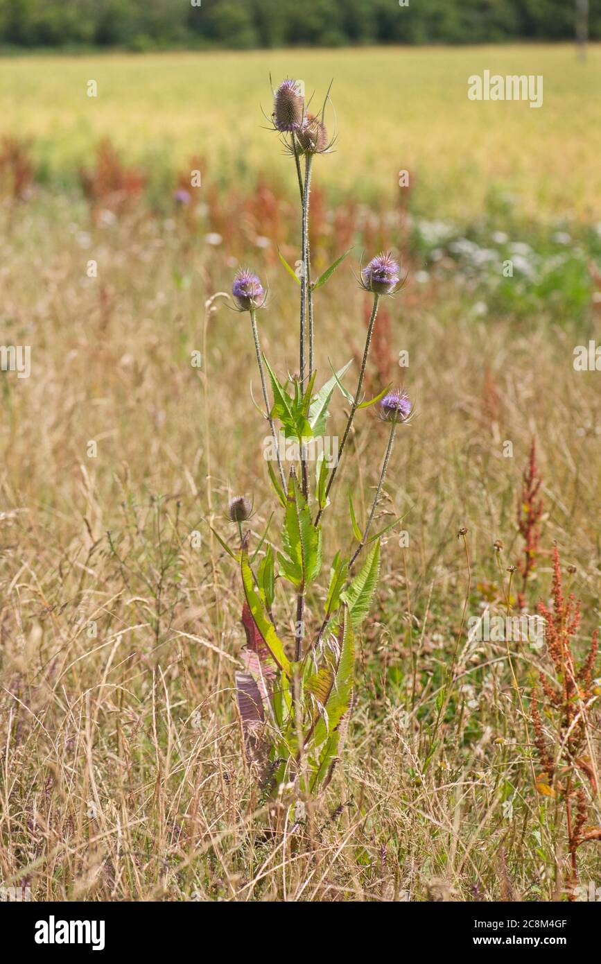 Teasel selvatico (Dipsacus fullonum) che cresce sul bordo di un campo coltivato Foto Stock