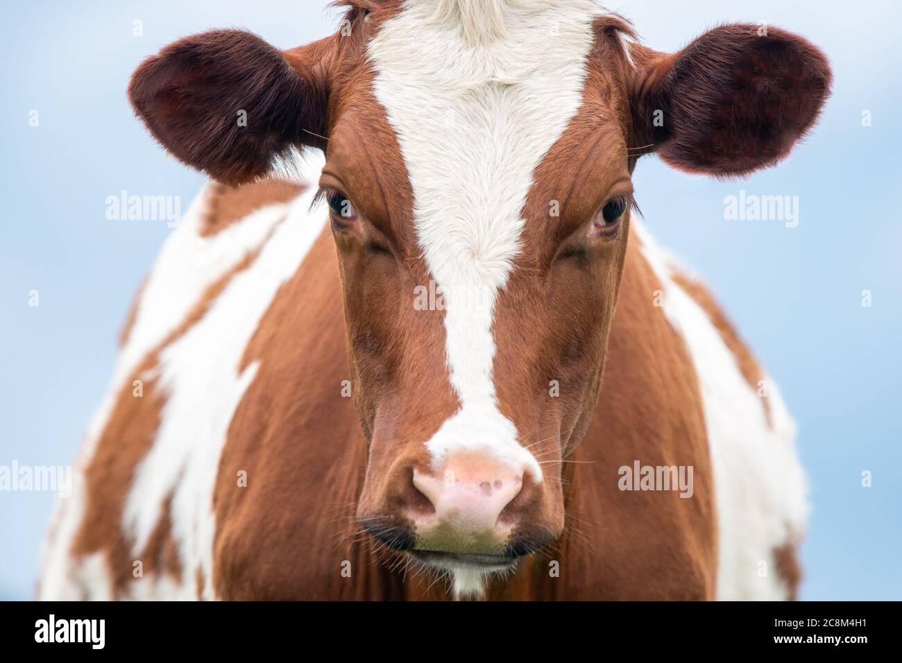 Una foto ravvicinata di una mucca marrone e bianca in un campo Foto Stock