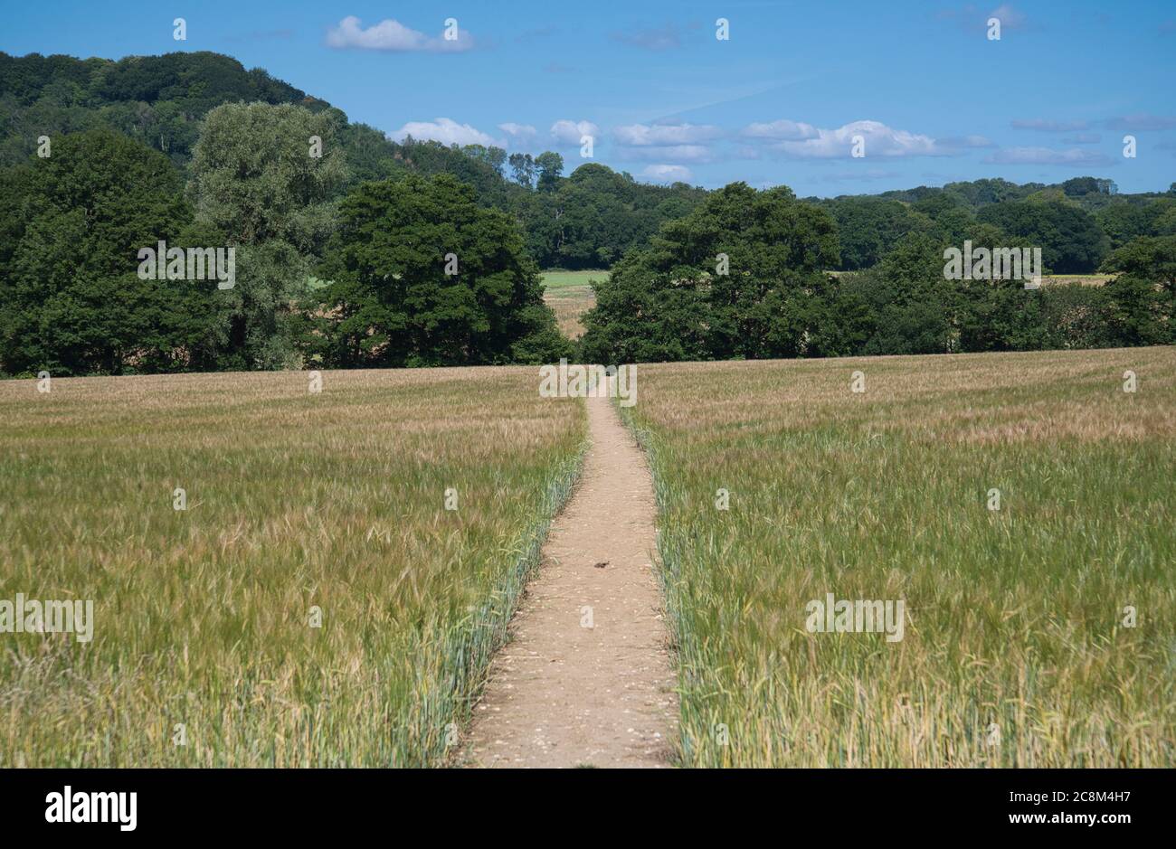 Un sentiero pubblico attraverso un campo di grano nel paese Hampshire Hanger, Greatham, Hampshire, Regno Unito Foto Stock