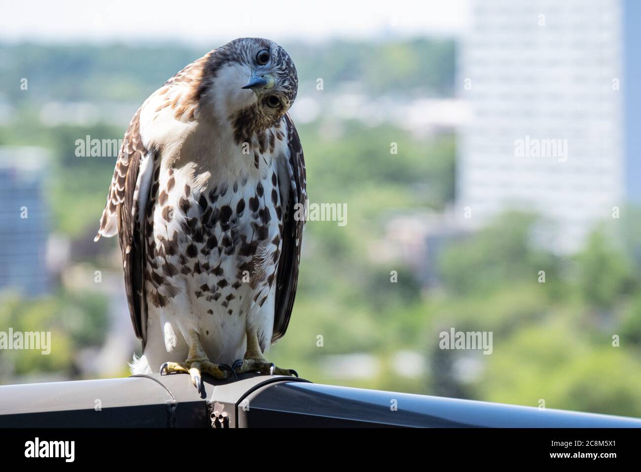 Quizzical falco dalla coda rossa sulla ringhiera del balcone Foto Stock
