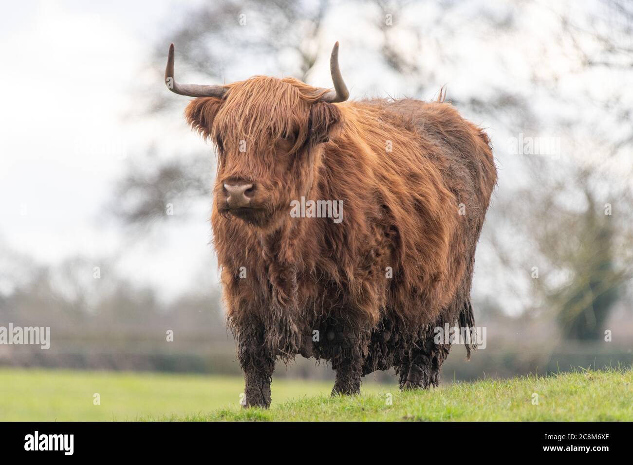 Un mucca di Highland in un campo Foto Stock