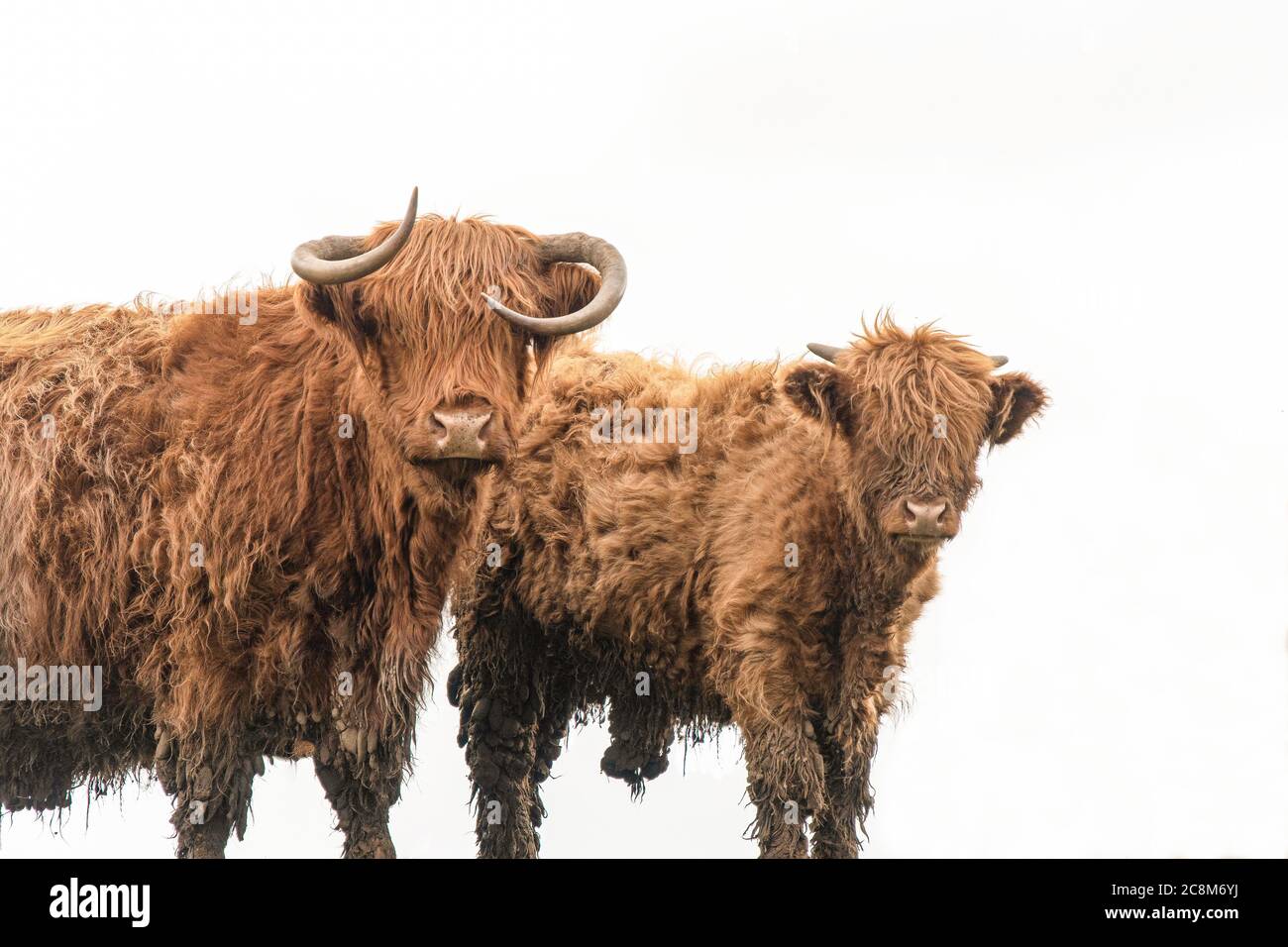 Due mucche delle Highland in un campo Foto Stock