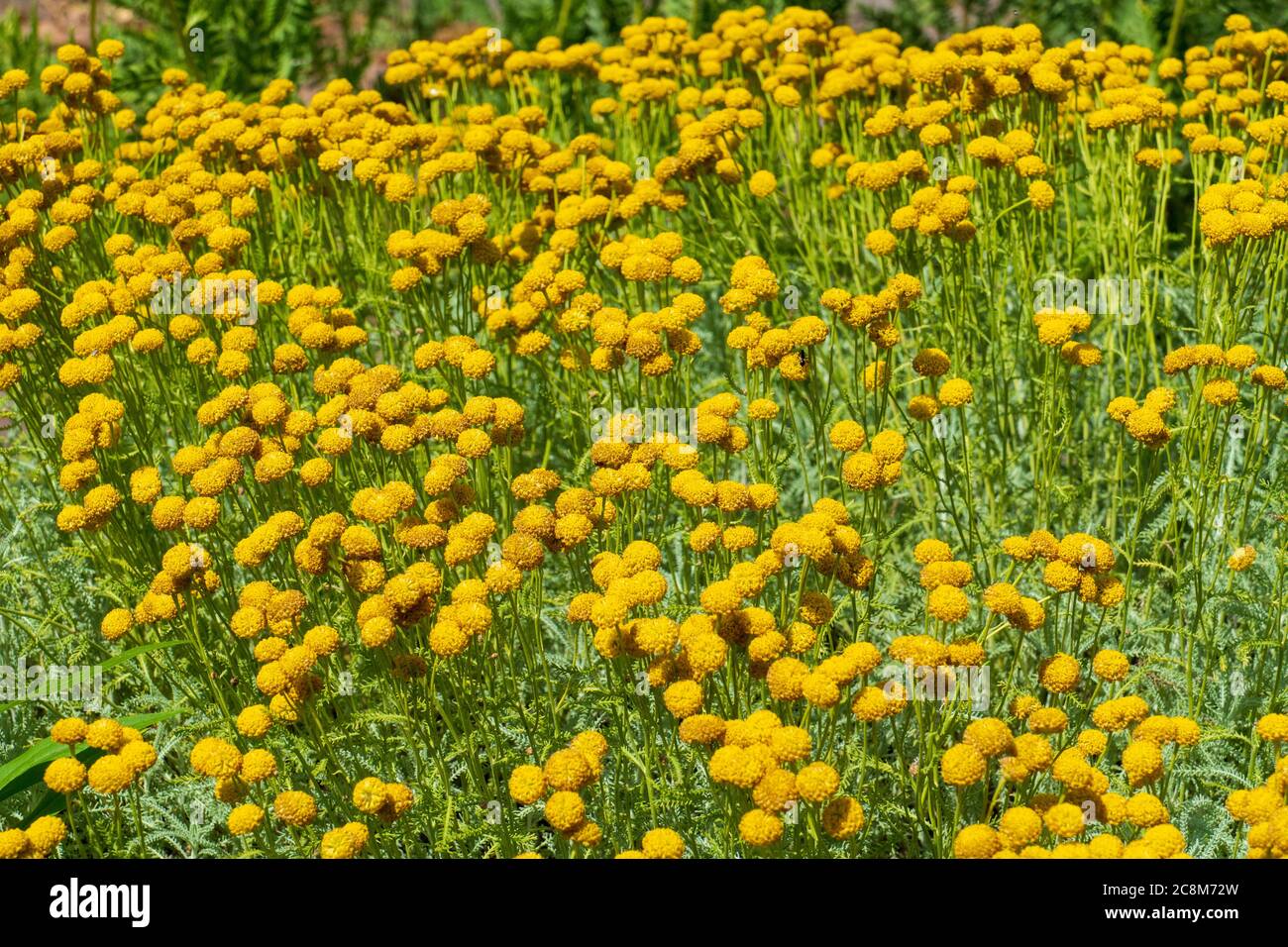 Trommelstöcke Craspedia Blüten in einem Blumenbarbabietola Foto Stock